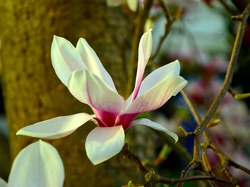 Wiosna, Magnolia, Kwiat